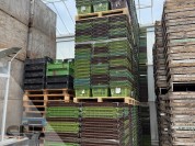 Foto van Grote curvers