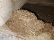 Foto van Kuubskisten