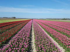 Highlighted image: ‘Altijd vraag naar goede bollengrond’