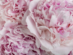 Highlighted image: CNB Dutch Peony days 2021