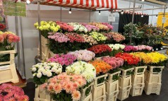 News image: Autumn Fair Flora Aalsmeer!